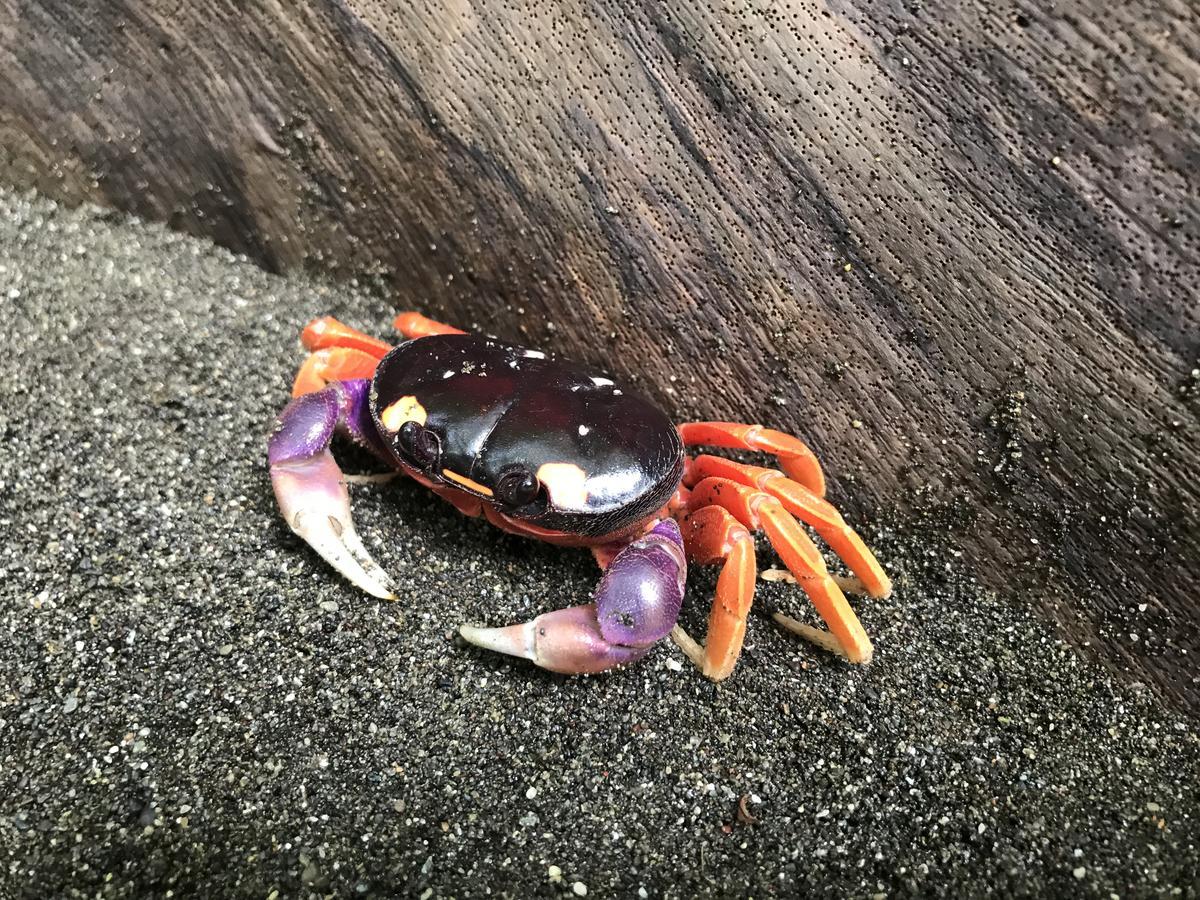 Mapara Crab Lodge บาเยีย โซลาโฯ ภายนอก รูปภาพ